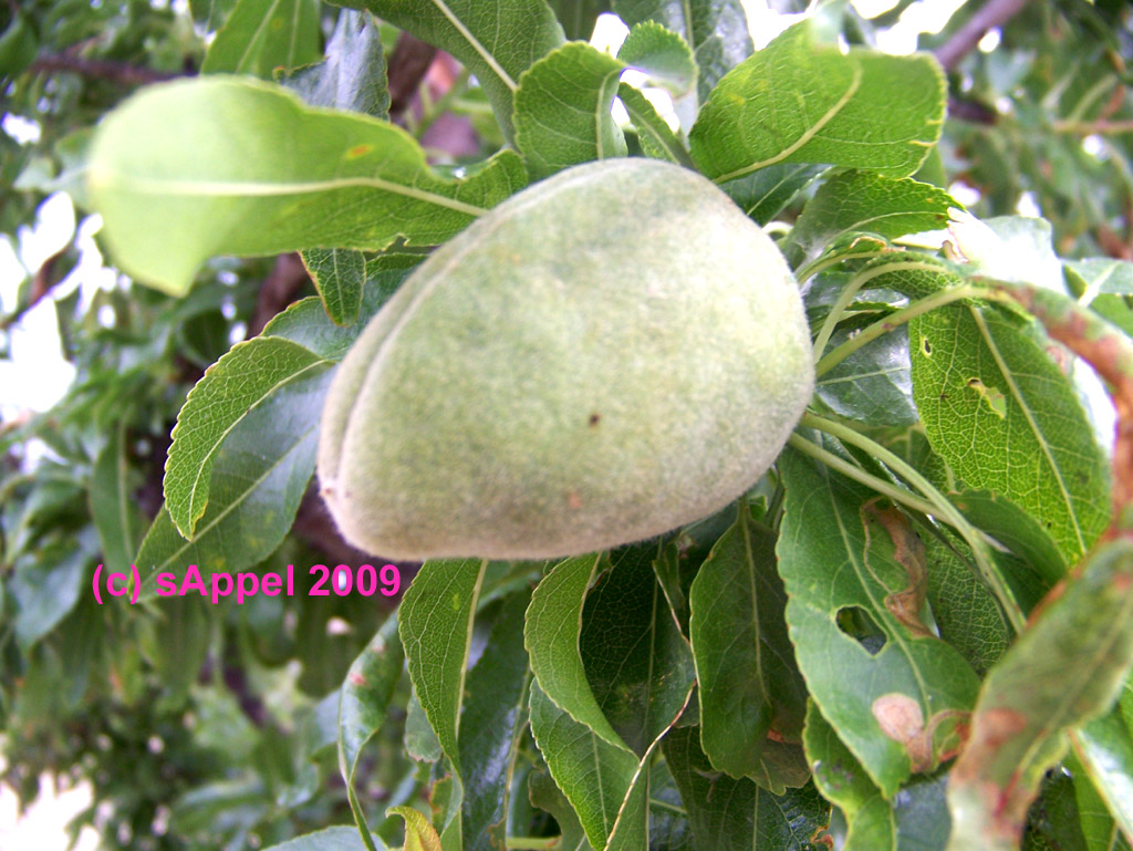 [Image: almendra-almond-mandel.jpg]