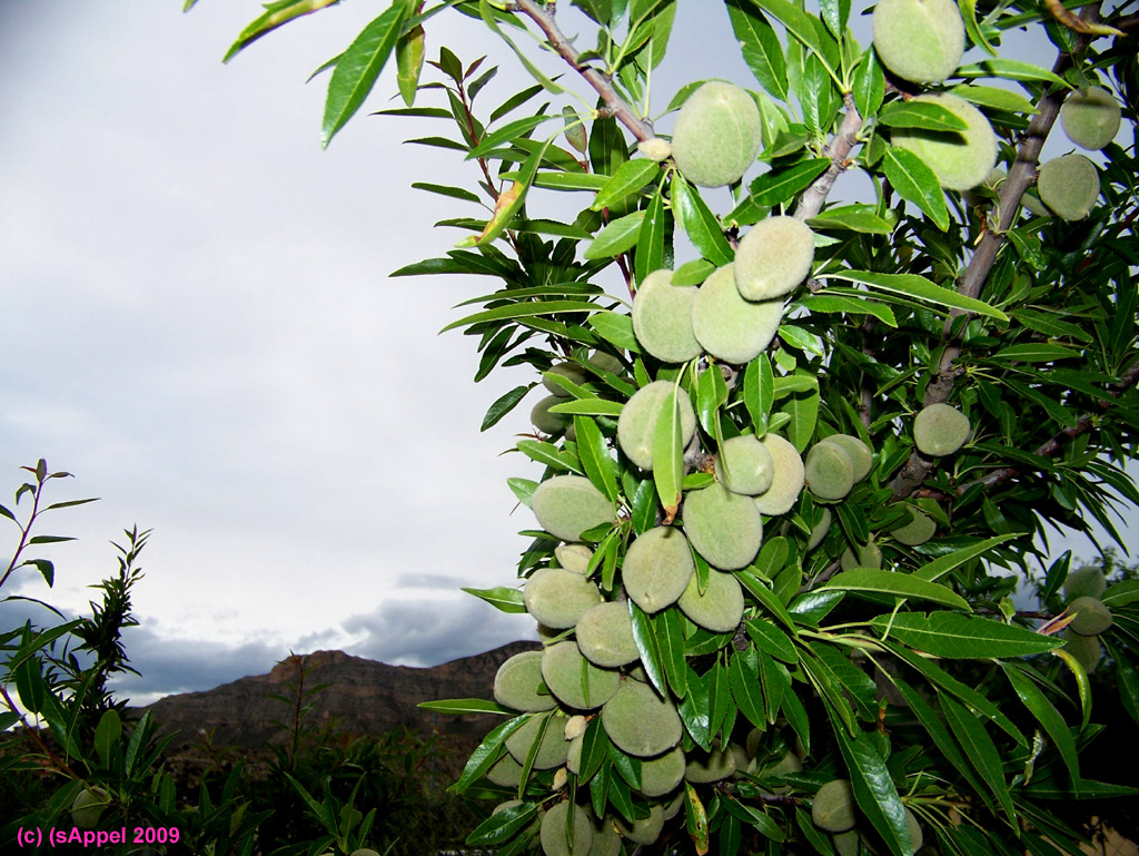 [Image: almond-mountain-almendras-mandeln.jpg]
