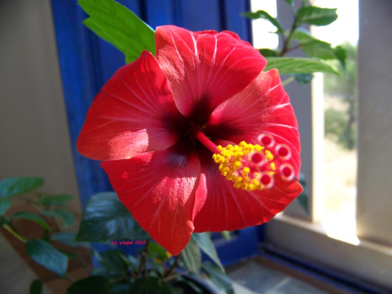 [Image: hibiscus.jpg]