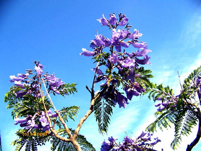 [Image: jacaranga.jpg]